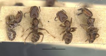 Media type: image;   Entomology 21341 Aspect: habitus dorsal view